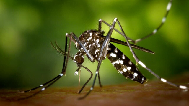 Misure di prevenzione e controllo delle zanzare - West-Nile Virus 