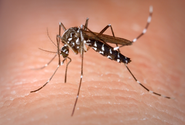 Avviso zanzare virus West Nile